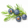 بررسی خواص آنتی‌اکسیدانی و ضدسرطانی عصاره میوه درخت ارس (Juniperus polycarpos) بر روی سلول سرطانی پستان MCF۷