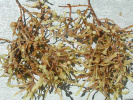 بررسی بیان ژن WT۱ تحت تاثیر عصاره جلبک Sargassum tenerrimum در رده سلولی K۵۶۲ لوسمی