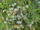 مقایسه خواص سیتوتوکسیک اسانس و عصاره سرشاخه های Juniperus excelsa در دو منطقة البرز، بر رده سلولی سرطان ریه A۵۴۹