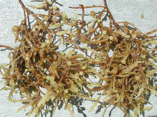 بررسی بیان ژن WT۱ تحت تاثیر عصاره جلبک Sargassum tenerrimum در رده سلولی K۵۶۲ لوسمی