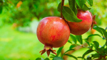 تاثیر تمرینات هوازی و مصرف آب انار بر سطح سرمی برخی آنزیم های اکسایشی و ضداکسایشی زنان نجات یافته از سرطان پستان